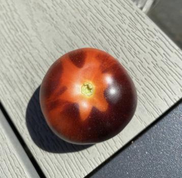 Preview: Beautiful Dreamer